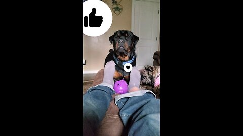 🤣 I LIKE FEET 🤣 #funnydog #cute