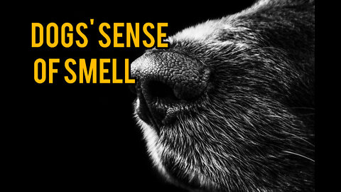 dogs' sense of smell