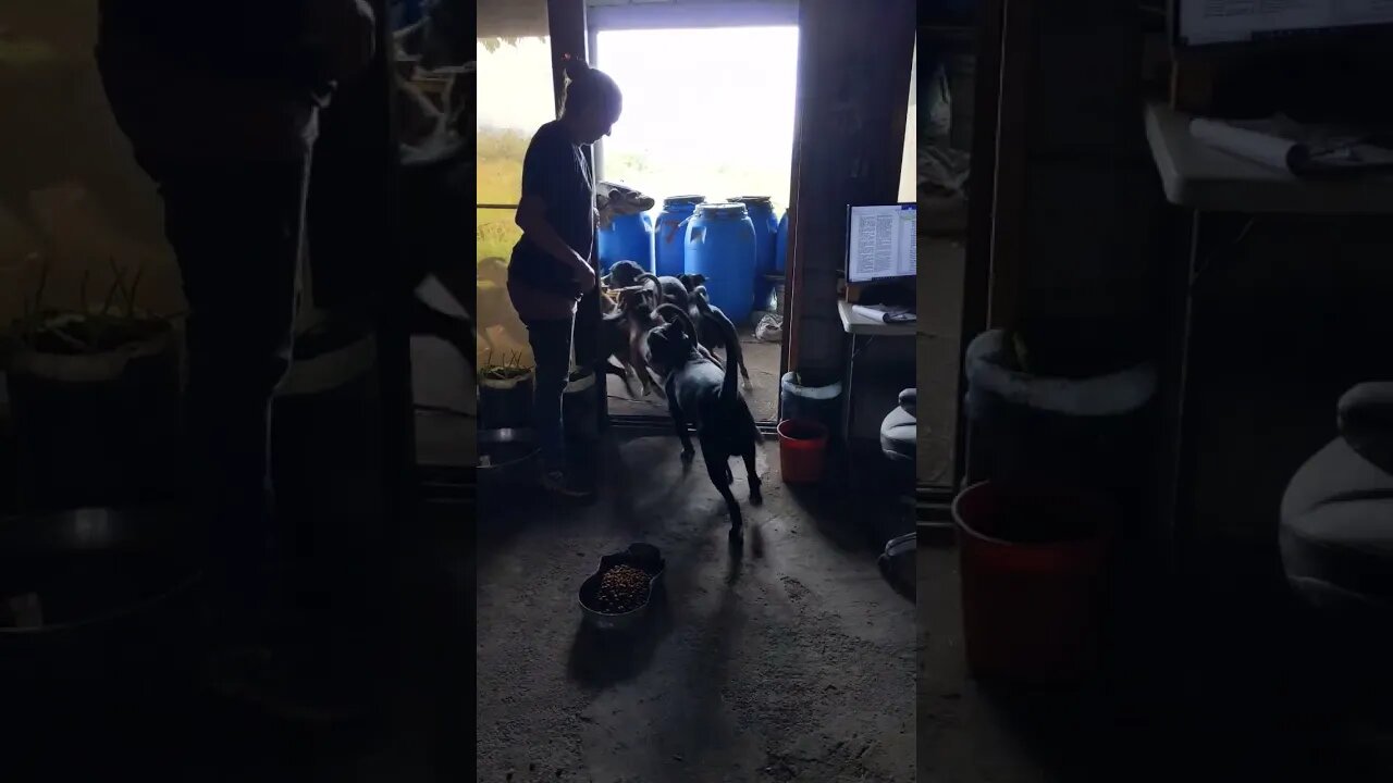 With a Pack of Dogs, Leaving the house isn't always graceful