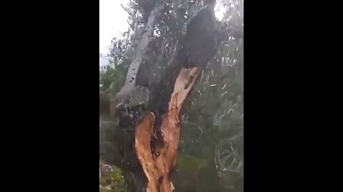 Earthquake splits a tree in half in Turkey