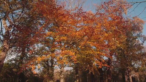 Leaves & Thoughts