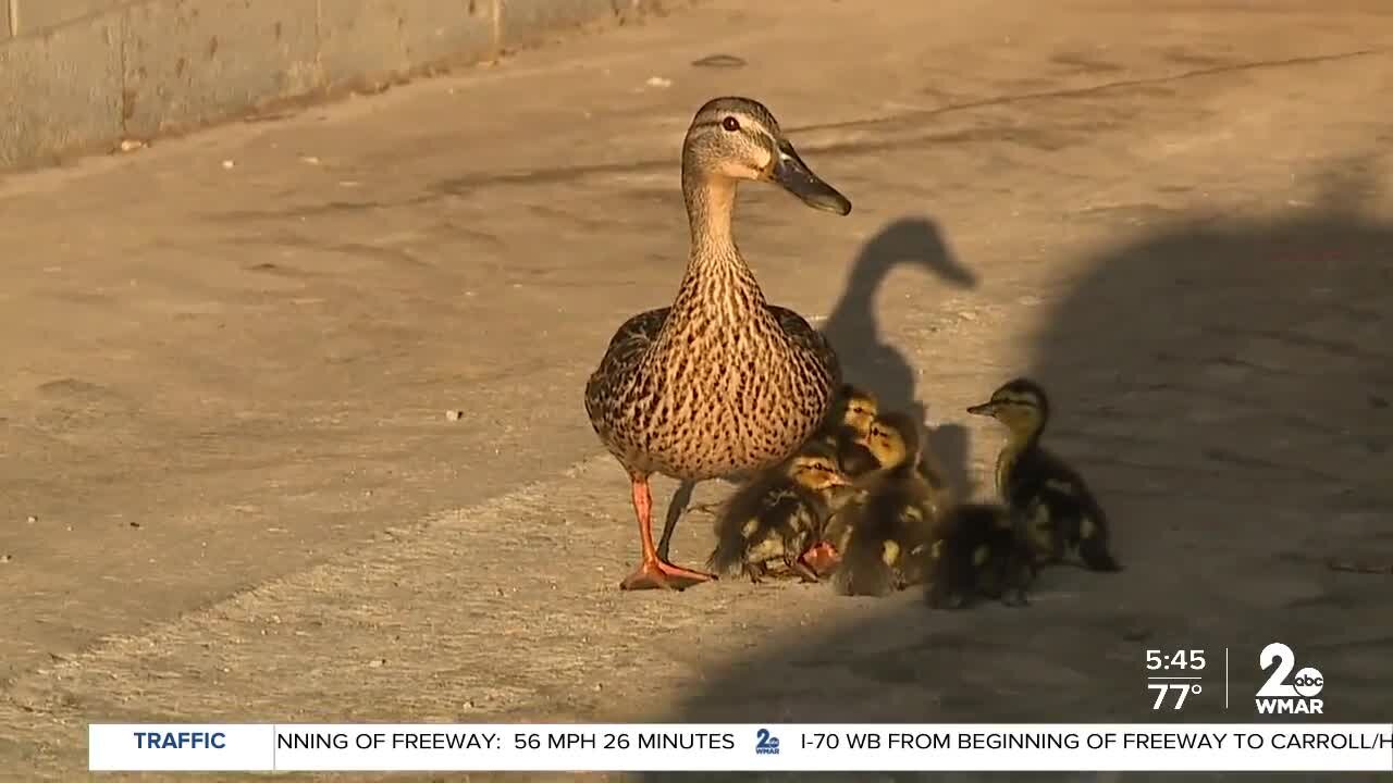 Baby ducks rescued out of storm drain in Harbor East