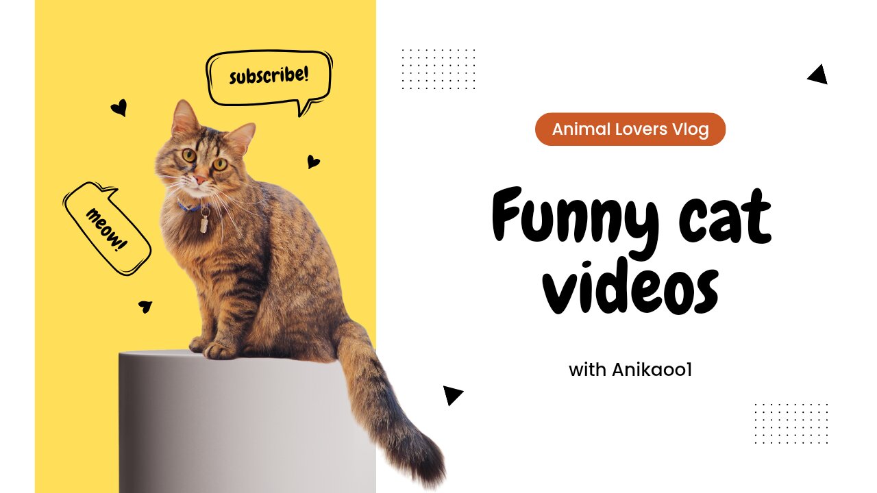 cat funny video