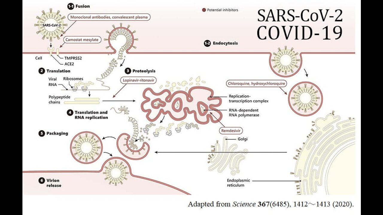 Коронавирус SARS-CoV-2 не выделен (официальные подтверждения)