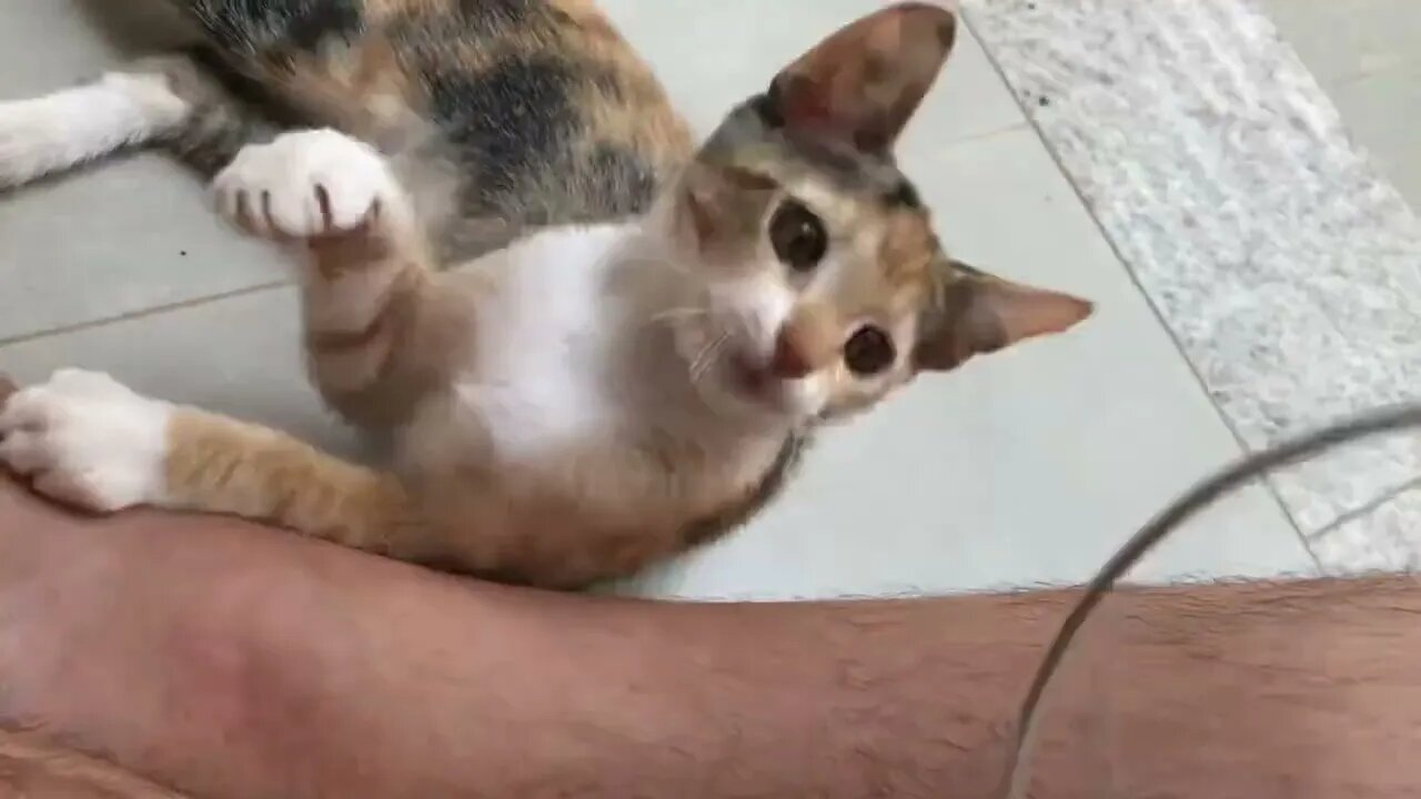 Você sabe o real motivo dos gatos seguir pessoas estranhas ? confere o vídeo que explico isso!