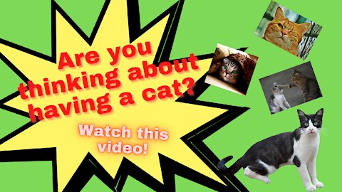 FUNNY CATS - ARE YOU THINKING OF HAVING A CAT?