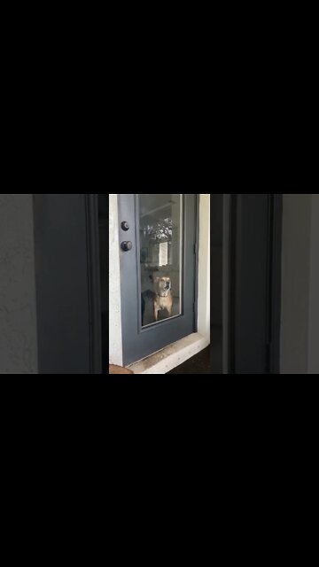 Kenai is playing fetch. Nala and Samson are not pleased 😄