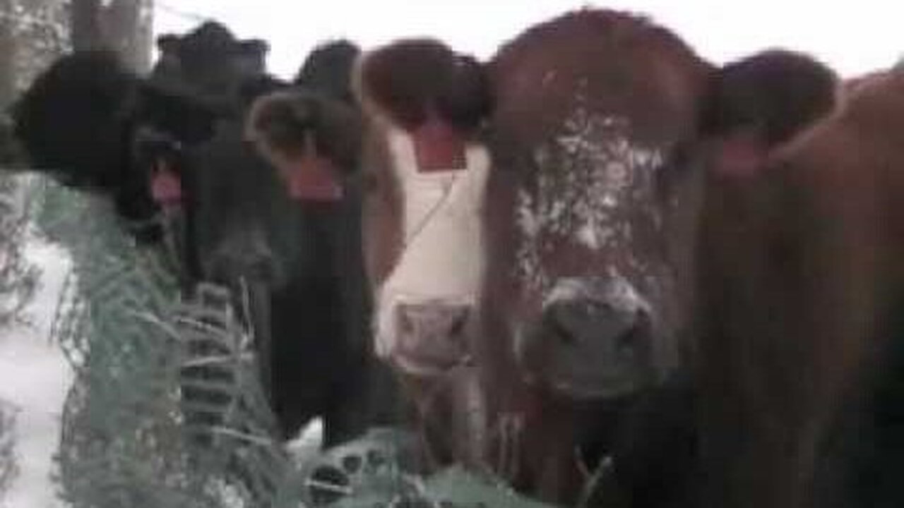 The Cow Buffet.mov