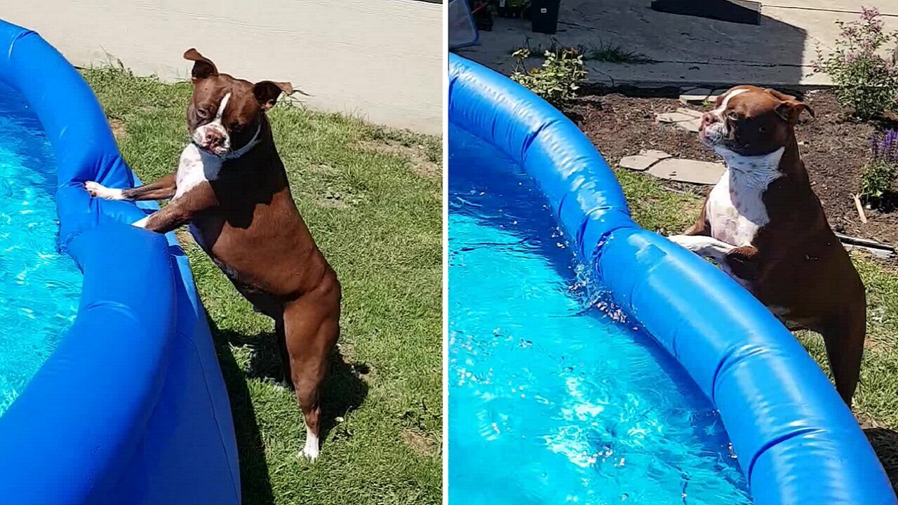 Dog must be bribed in order to get him out of the pool