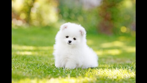 Cute dog, playing in the garden