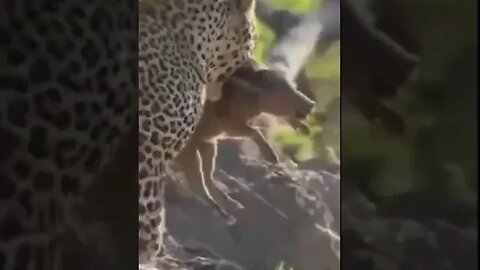 leopardo entra na toca de Javali e carrega seu filhote