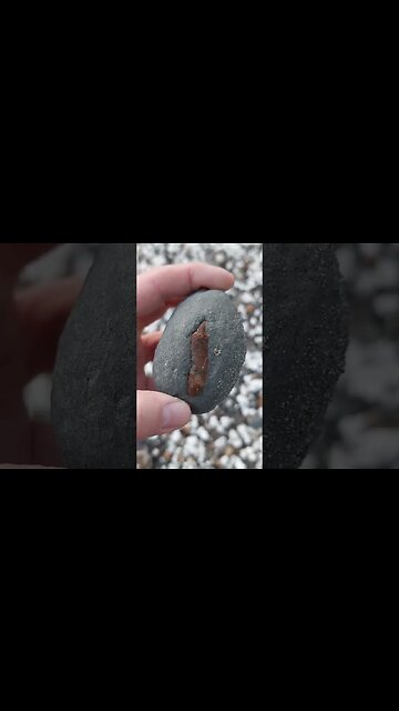 A very nice fossil crab peeking out of a concretion #fossil #crab #claw #newzealand