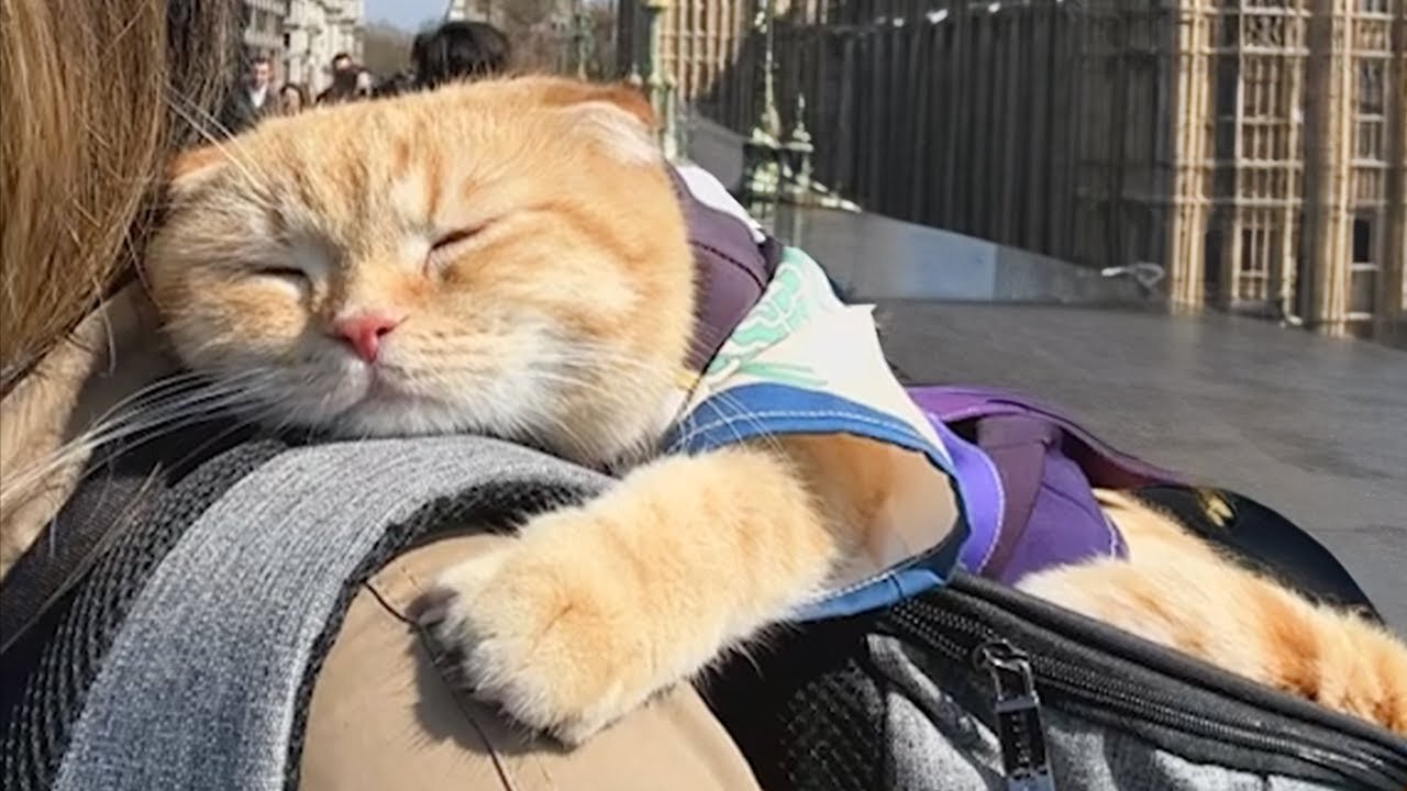 Anywhere with you is Home - Cute moments cat and human