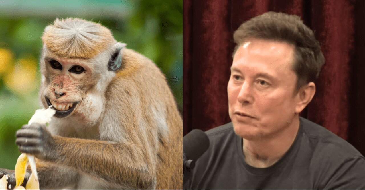 ‘Transgender’ Monkeys, DEI and More Ridiculous Federal Spending Elon Musk