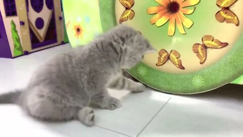 Ginger kitten's first meeting with the cat🐈 Will she feed him or not?