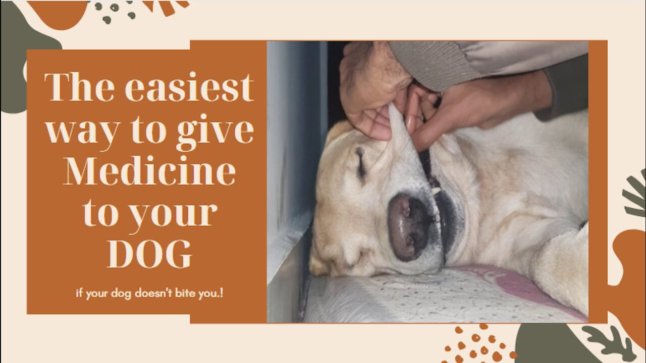 Might be the easiest way to give medicine to your dog.