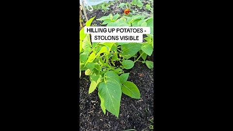 hilling potatoes