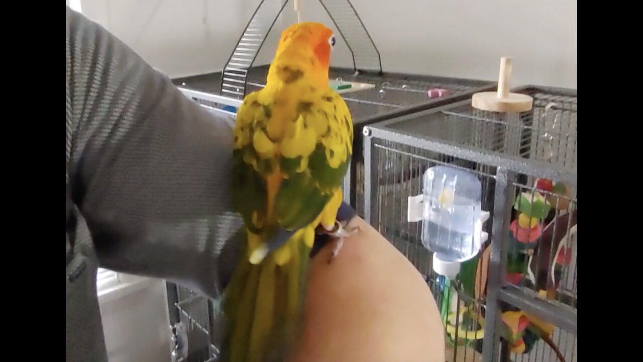 Cancer Removed, Baby Born, Encouraging Testimonies From Subscribers, Jeff's Parrots