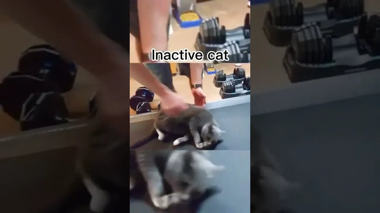 😂 #shorts #shortsvideo #cat #funny