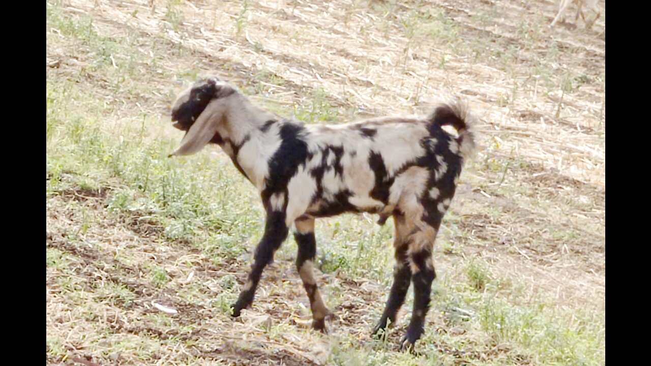 Goat eating grass