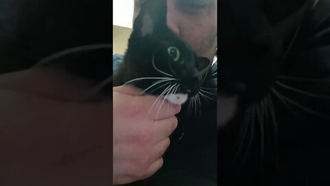 love is inevitable #shortsvideo #kitty #cat #shortsfeed #kittycat #youtubeshorts #catlover