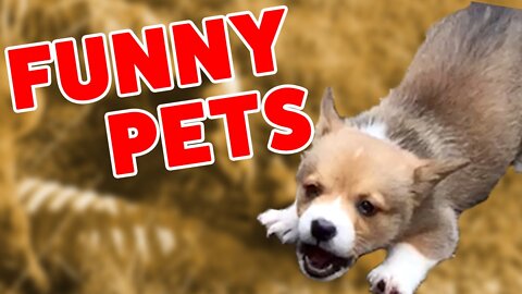 Funny Animal Videos 2022 😂 - Funniest Dogs And Cats Videos 😺😍 #3