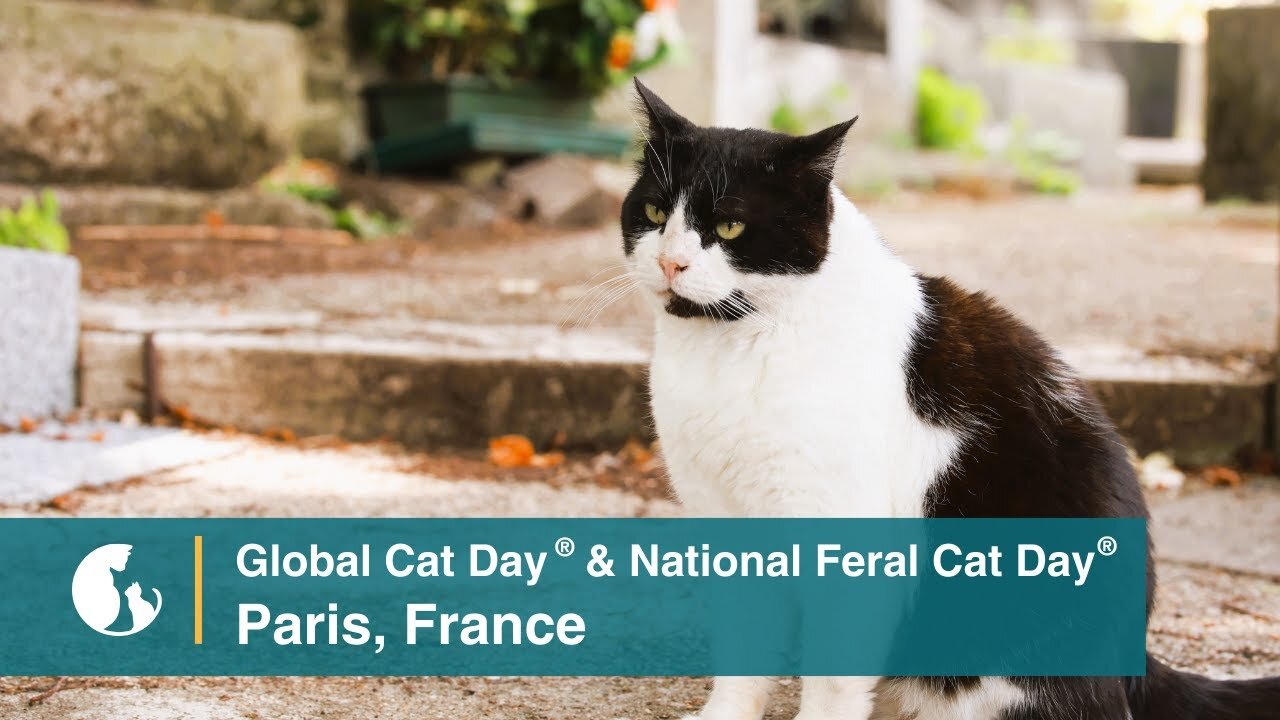 Cats Are Community™ in Paris, France