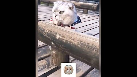 Funny cat and dog home♥Cute and Baby Cats Video Compilation OMG So Cute Cats♥Best Cat Videos 2021