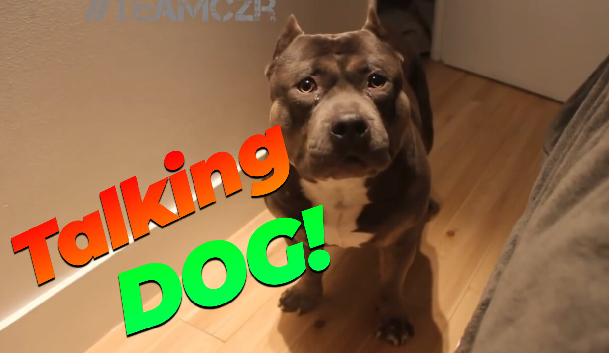 Talking dog American Bully is so smart!