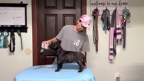 Bruno x Ch Besty Caleb LonelyCreek bullmastiff