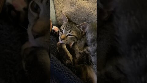 4 month old kitten playing with tail and feet on lap