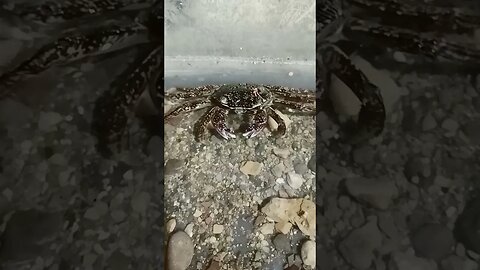 #crab #fish #ikanhiasairtawar #fish #shortvideo #shortsfeed