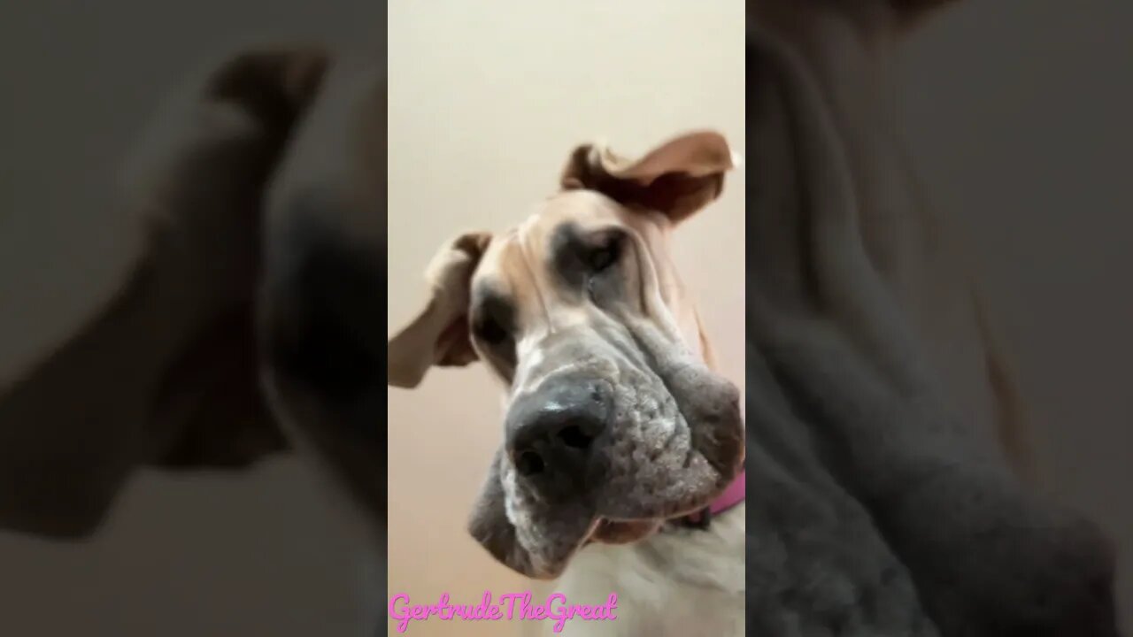 Silly #shorts #love #dogs #shortsvideo #dog #greatdane #doglover