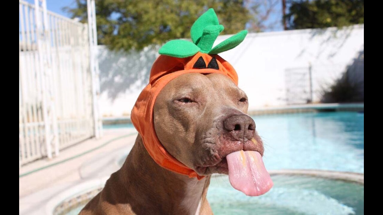 TRY NOT TO LAUGH, FUNNY DOG COMPILATION 2021