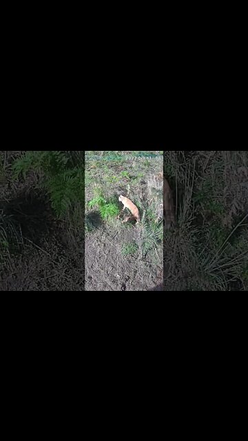 Cat investigates other cats playing