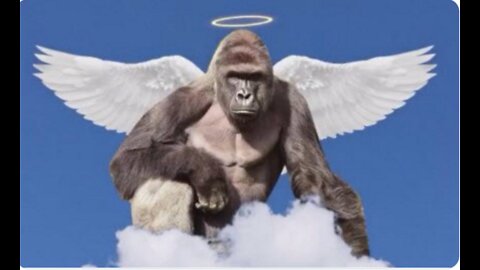 RIP Harambe - TDH