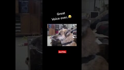 Will definitely brighten your day #cute #tiktok #funnyanimals #funnyvideos #viral Dog 2022