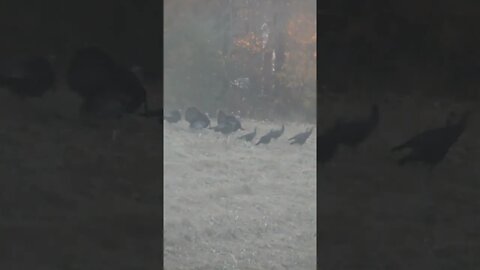 Gobblers Strutting | Wild Turkey