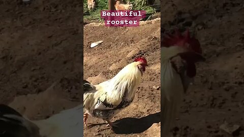 Beautiful rooster