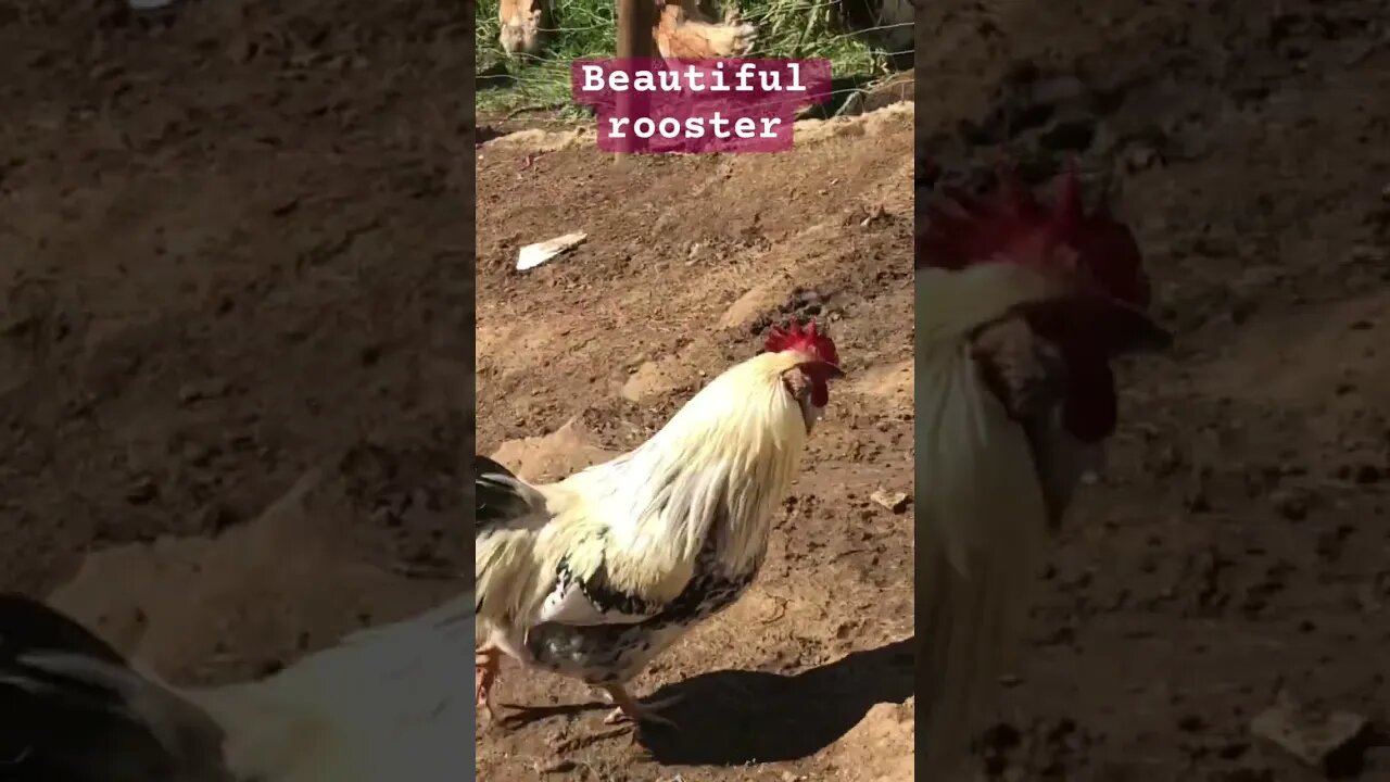 Beautiful rooster
