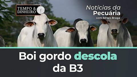 Boi gordo descola da B3 e tem alta em 11 praças pesquisadas pela Scot Consultoria