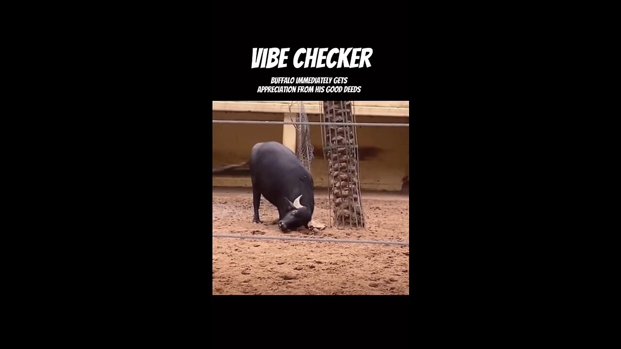 Wholesome moment between bull and turtle ... | Low Quality Videos #6