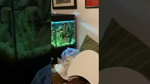 My fish likes to hit my underwater snails and he immediately runs as soon as I get close 😂
