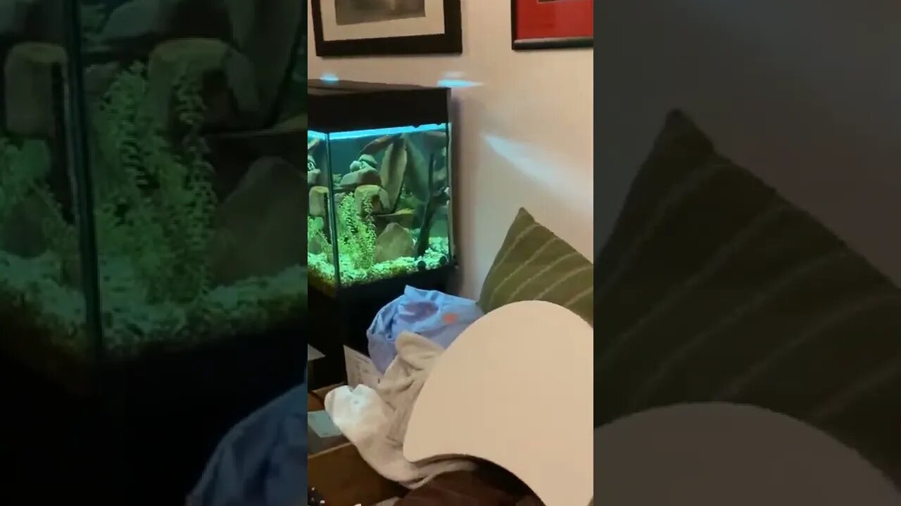 My fish likes to hit my underwater snails and he immediately runs as soon as I get close 😂