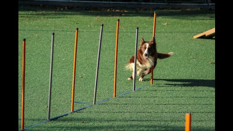 Most Trained and Disciplined Dogs in the World