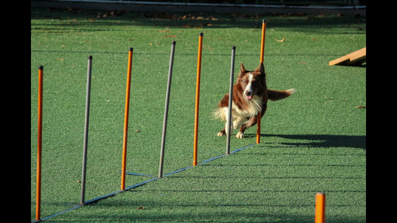 Most Trained and Disciplined Dogs in the World