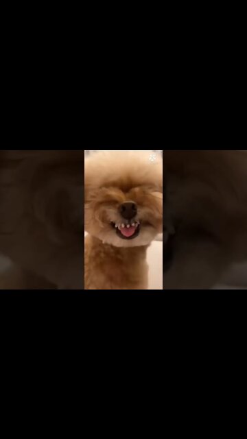 How to STOP The PUPPY BITING & CHEWING MACHINE Reality puppy Training | Labrador cat Training #short