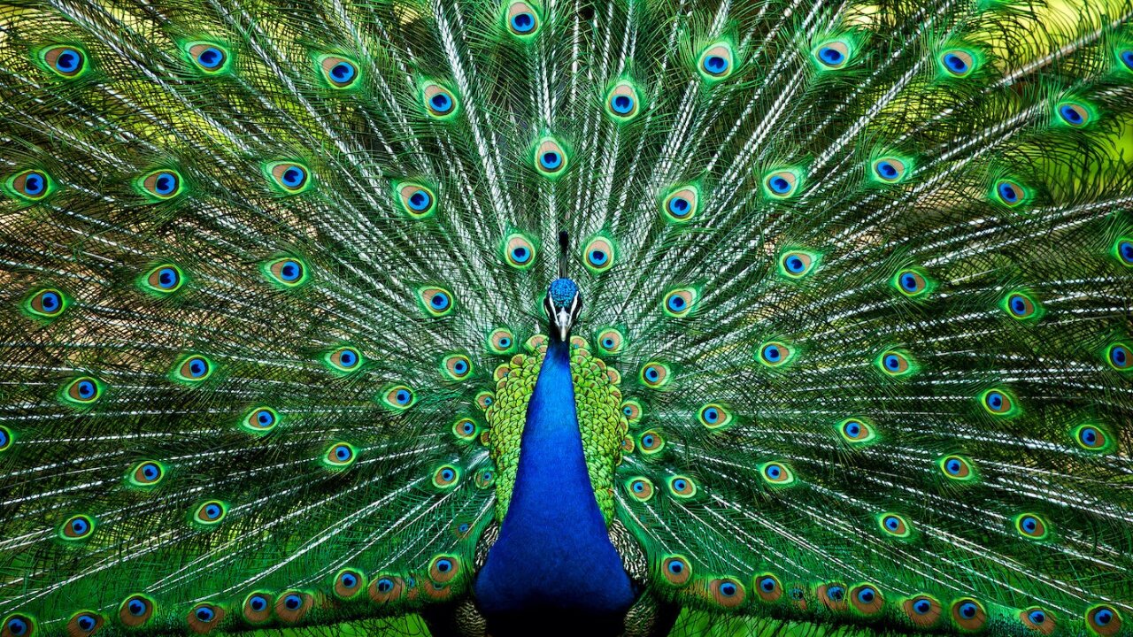 Peacocks possess unique anatomy which makes them beautiful birds.