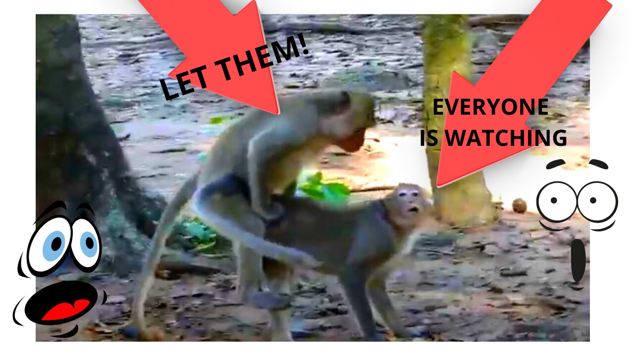 Natural Mating Of Monkey in forest - Best Monkey Mating