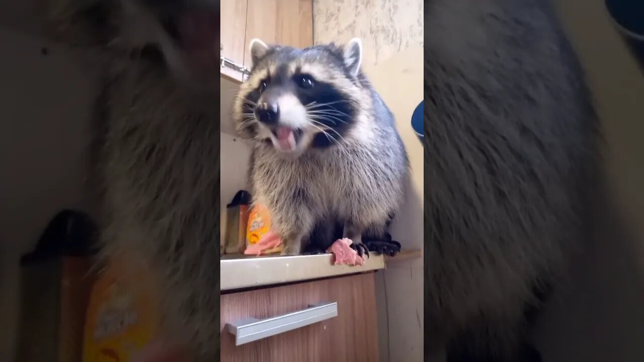 #shorts Смешные Еноты Из Тик Ток 16 Funny Tik Tok Raccoons